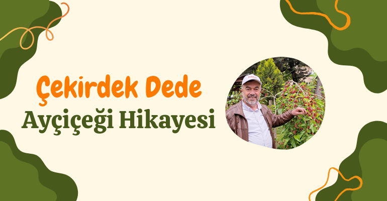 Çekirdek Dede Ayçiçeği Hikayesi 