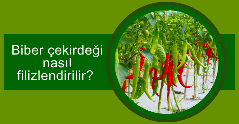 Biber Çekirdeği Nasıl Filizlendirilir? 
