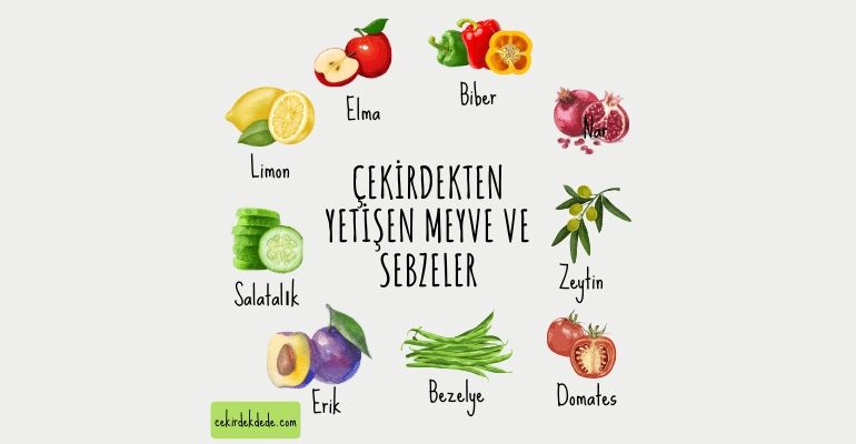 Çekirdekten Yetişen Meyve ve Sebzeler nelerdir?