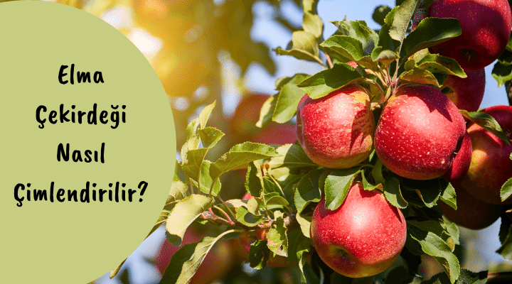 Elma Çekirdeği Nasıl Çimlendirilir?