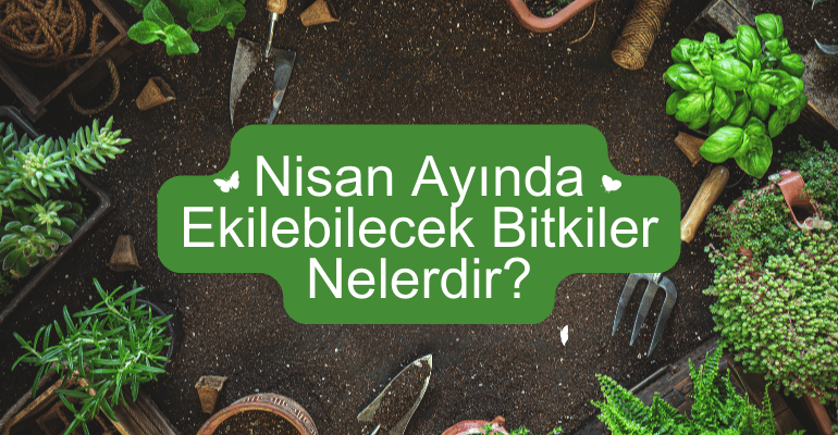 Nisan Ayında Ekilebilecek Bitkiler Nelerdir? 